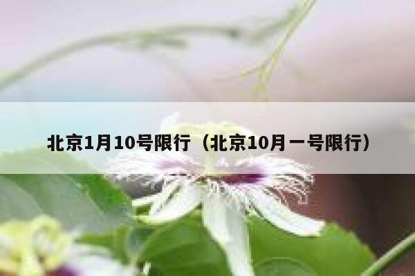 北京1月10号限行（北京10月一号限行） 第1张