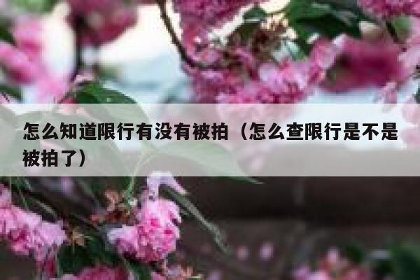 怎么知道限行有没有被拍（怎么查限行是不是被拍了） 第1张