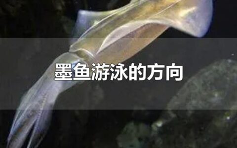 墨鱼游泳的方向