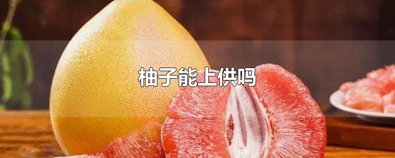 柚子能上供吗