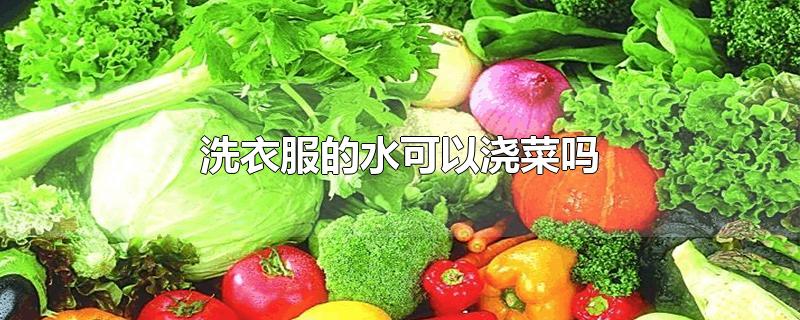 洗衣服的水可以浇菜吗