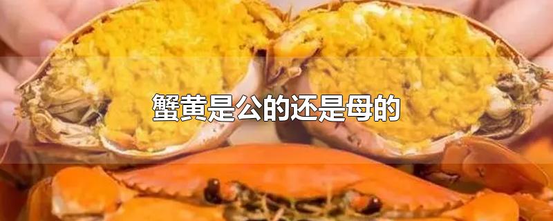 蟹黄是公的还是母的