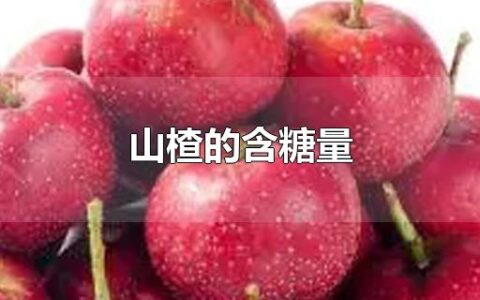 山楂的含糖量