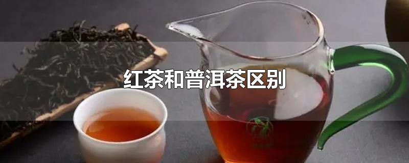 红茶和普洱茶区别