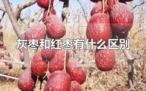 灰枣和红枣有什么区别