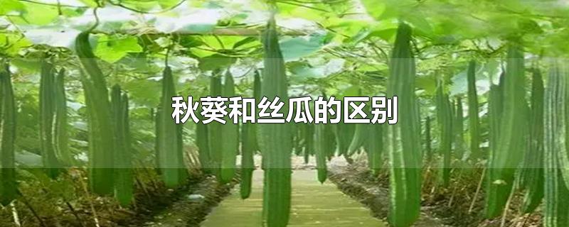 秋葵和丝瓜的区别