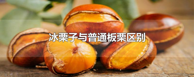 冰栗子与普通板栗区别