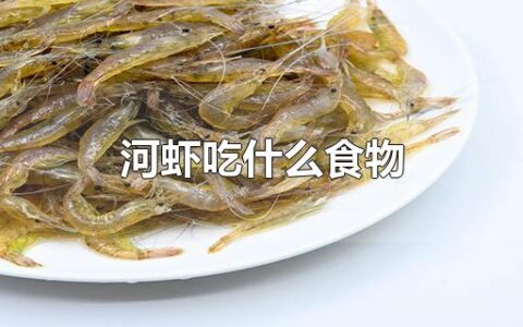 河虾吃什么食物