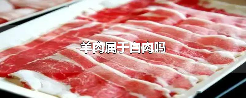 羊肉属于白肉吗