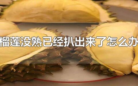 榴莲没熟已经扒出来了怎么办