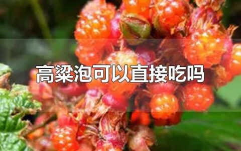 高粱泡可以直接吃吗