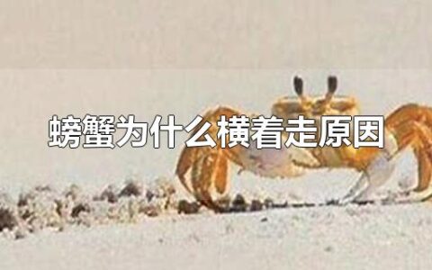 螃蟹为什么横着走原因