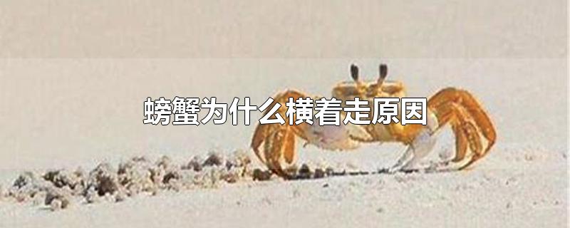 螃蟹为什么横着走原因