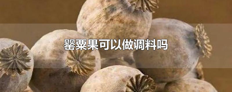 罂粟果可以做调料吗